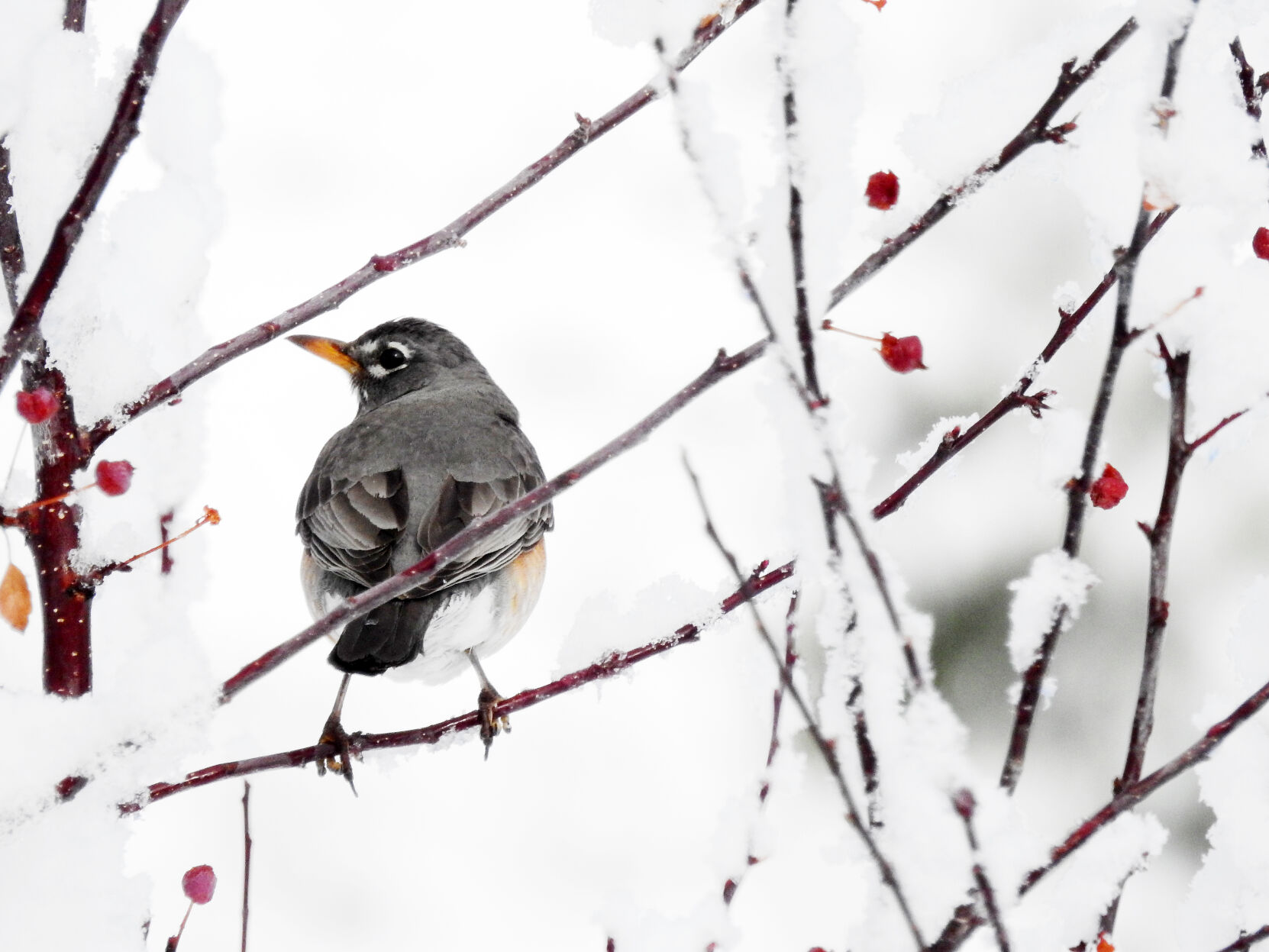 Robin Snow